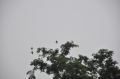 costa rica wildlife, pacific-056